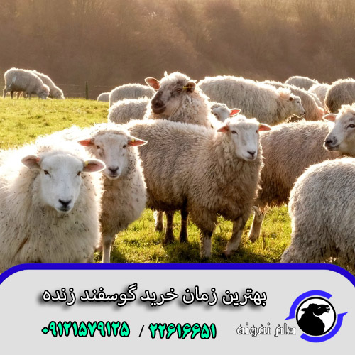 بهترین زمان خرید گوسفند زنده - دام نمونه